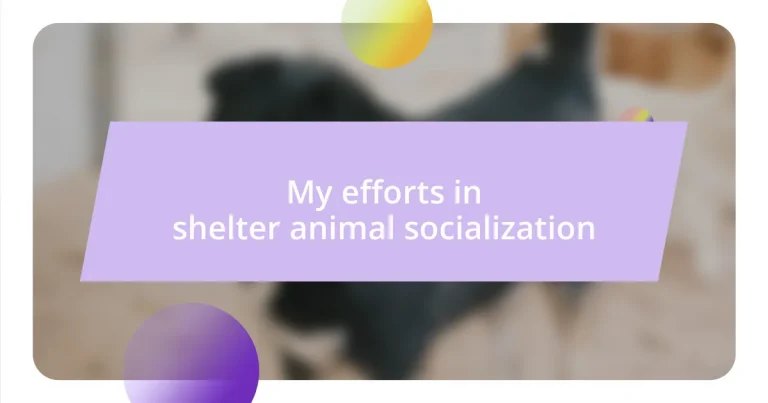 My efforts in shelter animal socialization